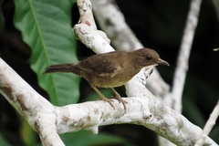 Turdus ignobilis debilis