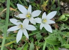 Ornithogalum baeticum
