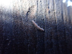 Bidentogon californicus