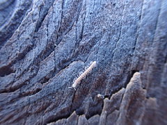 Bidentogon californicus