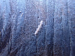 Bidentogon californicus