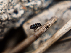 Hyledelphax elegantula