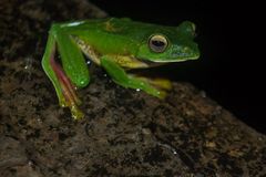 Rhacophorus malabaricus