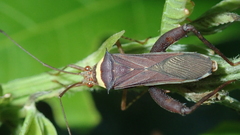 Zoreva dentipes