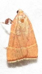 Parachma ochracealis image
