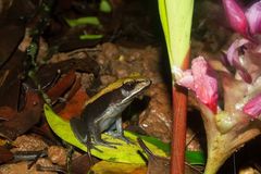 Clinotarsus curtipes