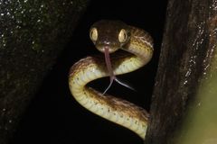 Boiga beddomei