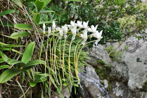 Aerangis ellisii