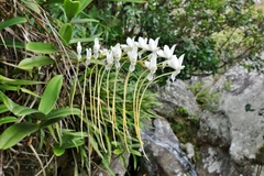 Aerangis ellisii