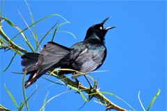 Quiscalus nicaraguensis