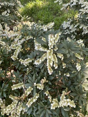 Pieris