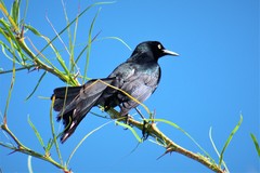 Quiscalus nicaraguensis