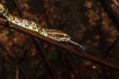 Craspedocephalus malabaricus