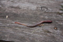 Lumbricus terrestris