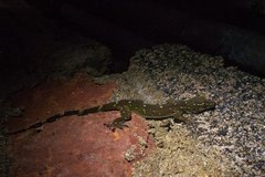 Hemidactylus prashadi