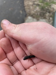 Dinothenarus badipes