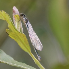 Erythromma