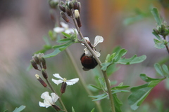 Bombus lapidarius