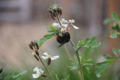 Bombus lapidarius