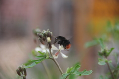 Bombus lapidarius