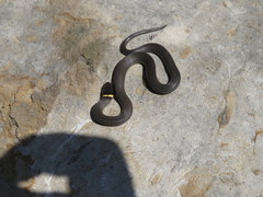 Diadophis punctatus stictogenys