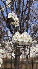 Pyrus calleryana