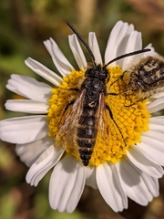 Dasyscolia ciliata