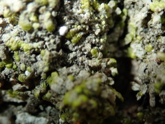 Normandina acroglypta