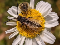 Dasyscolia ciliata