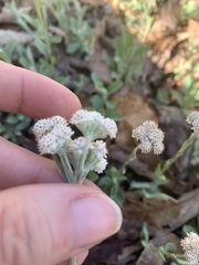 Antennaria microphylla