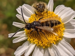 Dasyscolia ciliata