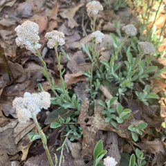 Antennaria microphylla