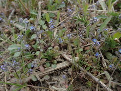 Myosotis ramosissima