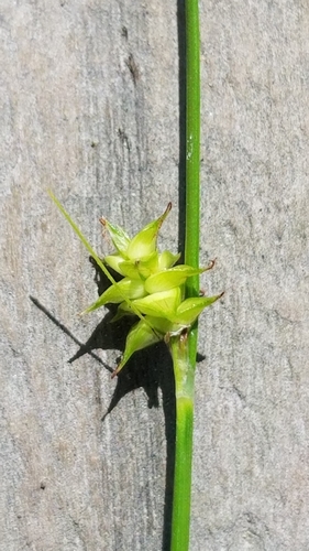 Image of Carex atlantica by (c) Jeff Wilson, some rights reserved (CC BY)