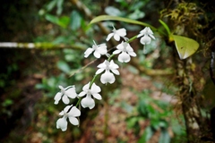 Aerangis citrata