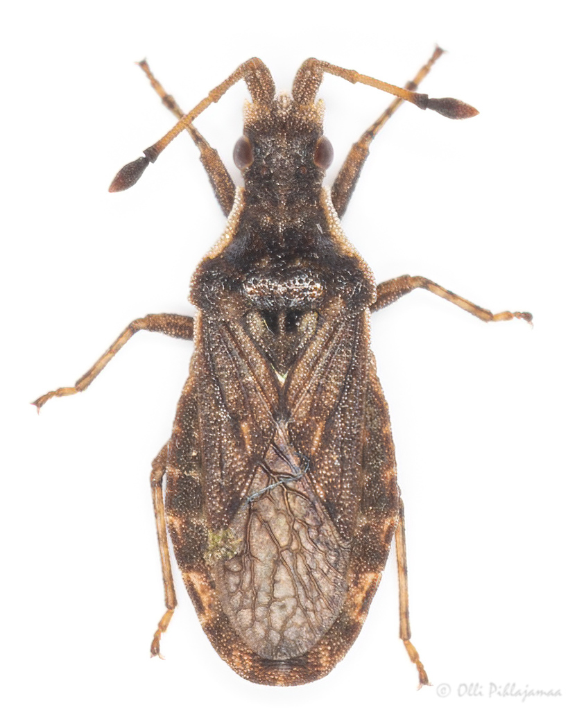 Spathocera tuberculata