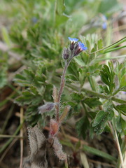 Myosotis ramosissima
