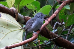 Thamnophilus murinus