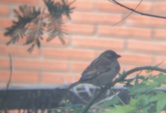 Passer domesticus