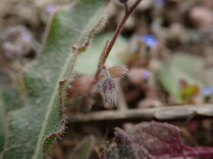 Myosotis ramosissima