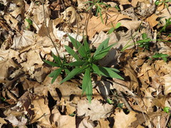 Lithospermum latifolium