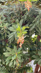 Arbutus unedo