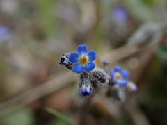 Myosotis ramosissima