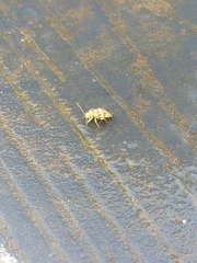 Tropidosteptes quercicola
