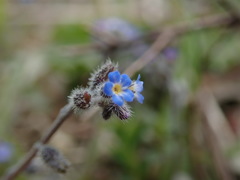 Myosotis ramosissima