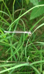 Agriocnemis lacteola