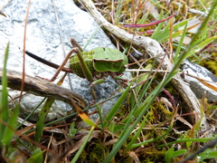 Pycnogaster cucullatus