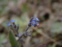 Myosotis ramosissima