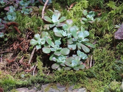 Sedum spathulifolium