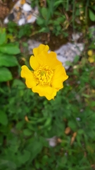 Ranunculus ollissiponensis